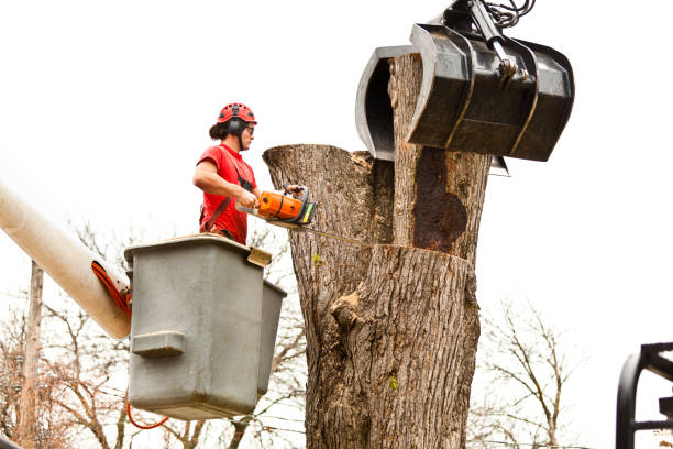 How Our Tree Care Process Works  in  Berryville, VA